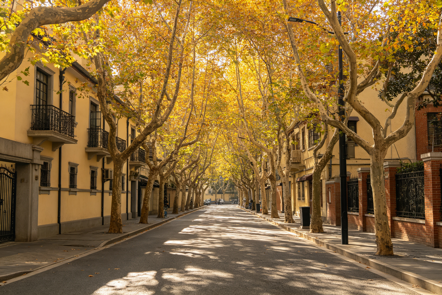 Former French Concession Tree-lined Streets